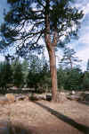 A Ponderosa Pine